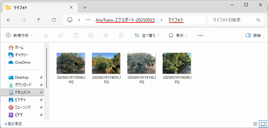 エクスポートした写真ファイルを確認